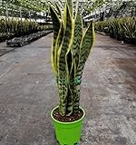 PianteWeb