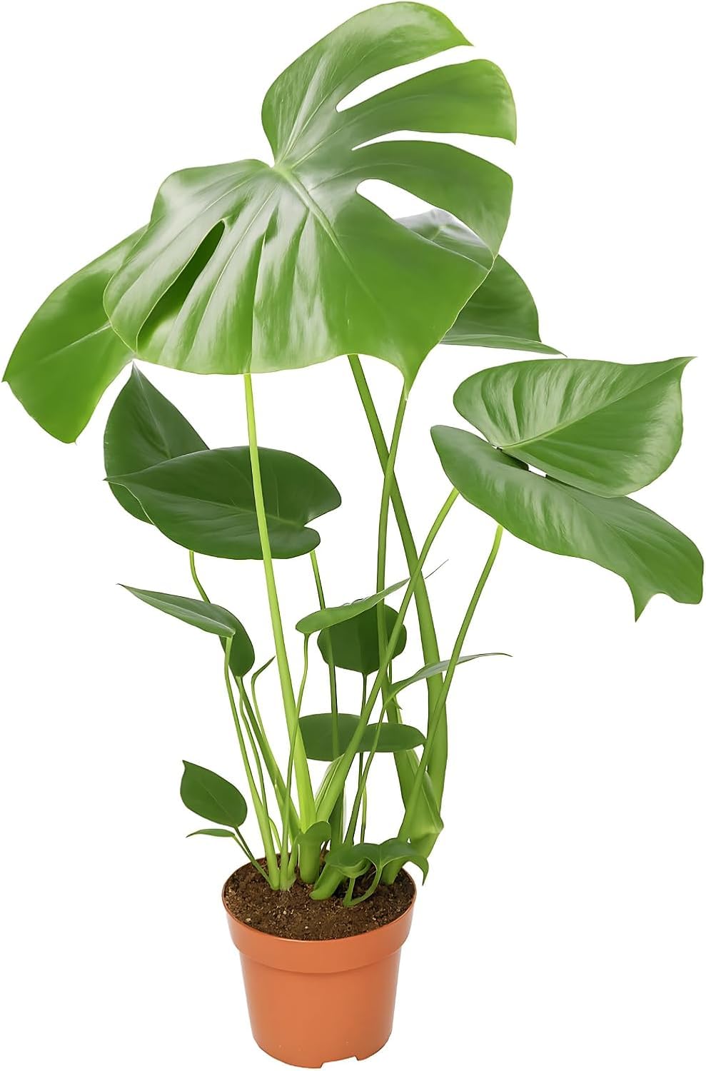 Monstera deliciosa | Fensterblatt | ca. 55-70 cm |  12-15 cm Topf |  Pflegeleichte Zimmerpflanzen fr Wohnung und Bro | Qualitt vom Pflanzen  Profi | Ideale Raumbegrnung : Amazon.de: Garten