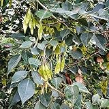 The tree is native to India, and is internationally known for its premium rosewood timber.