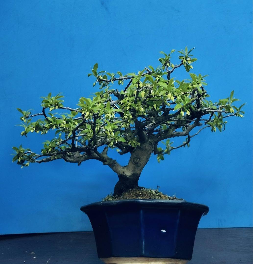 老爺柿 雌の木 (A-12) 雄の木 (A-13) 花付き 盆栽 観賞用 老爺柿 小品盆栽 ミニ盆栽 雄木盆栽（雌花も咲く） 観賞交配兼用