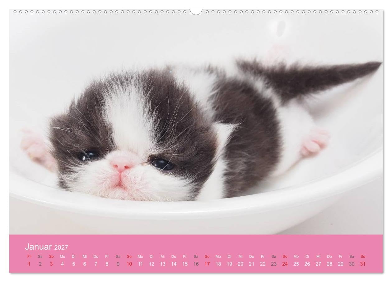 CALVENDO - Süße Tier-Babys! (hochwertiger Premium Wandkalender 2027 DIN A2 quer), Kunstdruck in Hochglanz: Kleine Herzensbrecher für die ganze Familie