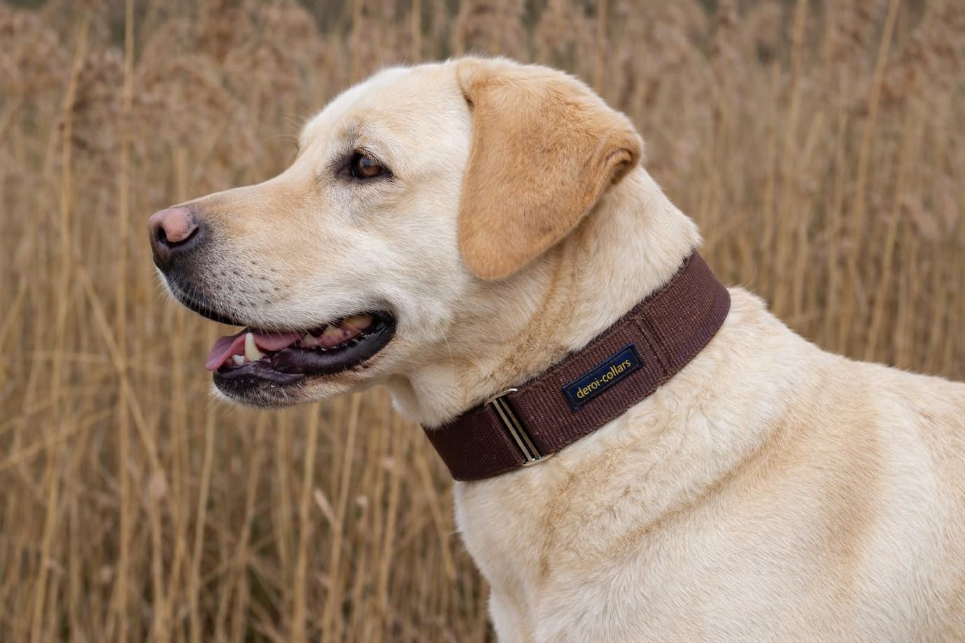 Bequemes Hundehalsband, weiche Polsterung breit 5cm, Zugstopp verstellbar, sicheres Martingale, Stoffhalsband sanft & leicht, braun (Messing, bis 38cm Hals- 44cm Kopfumfang)