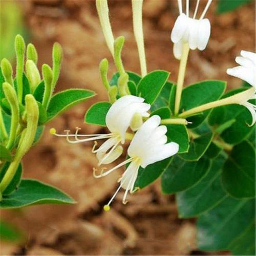 200pcs Honeysuckle Seeds Create a Perfect and Fragrant Garden Environment Suitable for DIY Garden Arts and Crafts Decoration Ideal for Home Decoration