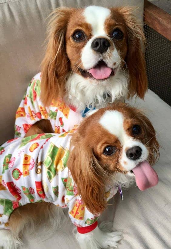 Image of CuteBone Small Dogs Christmas Outfit Soft Puppy Onesies Pjs Dog Pajamas Pet Coat Cat Apparel Comfy Doggie Jumpsuit Bodysuit for All Seasons