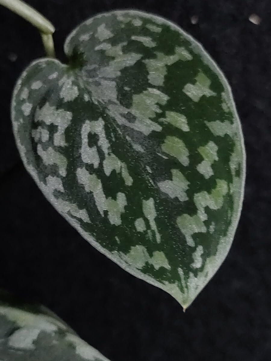 Amazon.co.jp: スキンダプサス トリカラー ダークフォーム Scindapsus