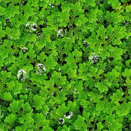 Natural Bio Fertilizer Aquatic Fern for Home Garden and Rice Crop Soil Enrichment Aid (1400 Live Healthy Plant Seeds)-image-10