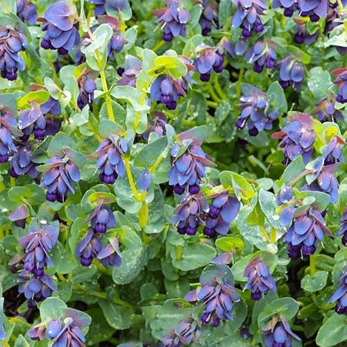 215Pcs Mix Cerinthe Major Honeywort Seeds