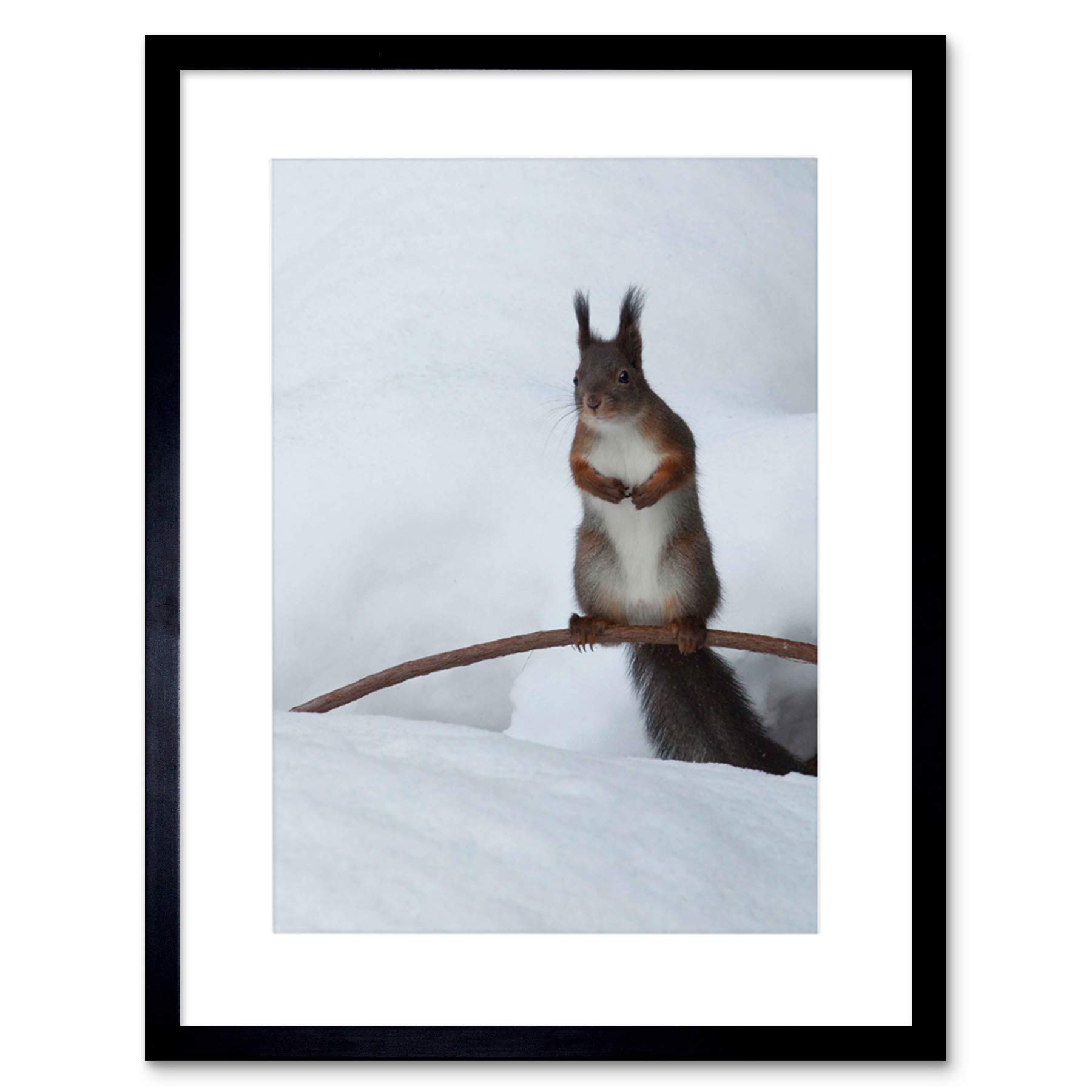Wee Blue Coo PHOTO ANIMAL NATURE SQUIRREL WINTER SNOW FURRY COOL CUTE FRAMED PRINT B12X8593