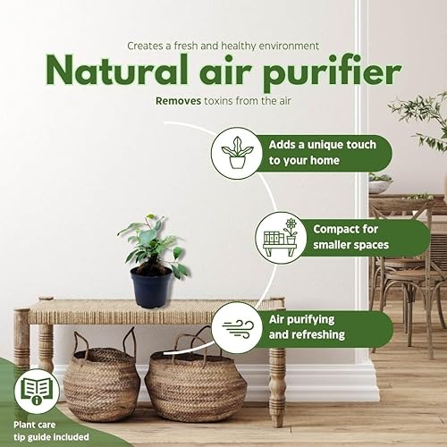 Miniatura 8 de BubbleBlooms Ficus microcarpa Chinese Banyan Bonsai Tree en una maceta de 6 pulgadas