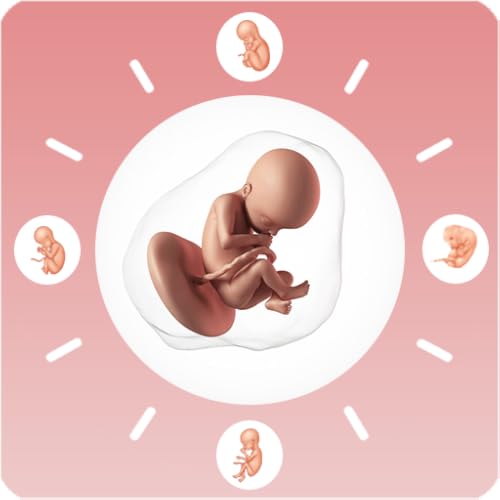 Mom Diary - Stages of Pregnancy