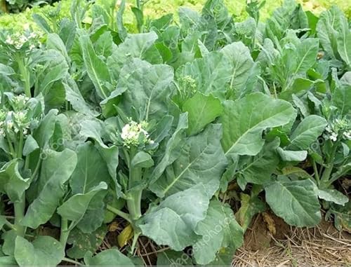 1000 Chinese Broccoli Seeds | Jade F1 GAI Kai LAN