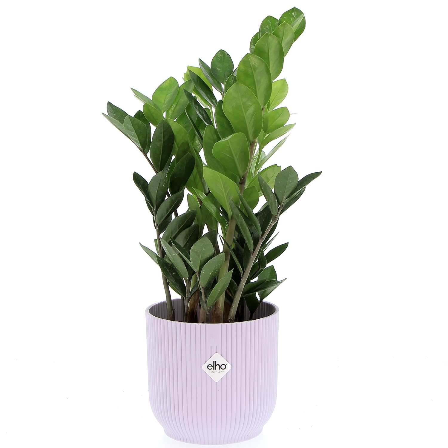 KENTIS - Zamioculcas Zamiifolia - Piante Vere da Appartamento - Pianta Purificante Aria - Facile Cura - H 40-50 cm Vaso Ø 12 cm