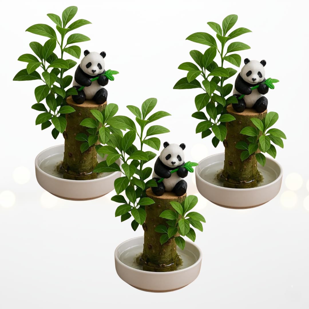 CZ Grain Lucky Willow Wood Grow Kit (3-Pack)