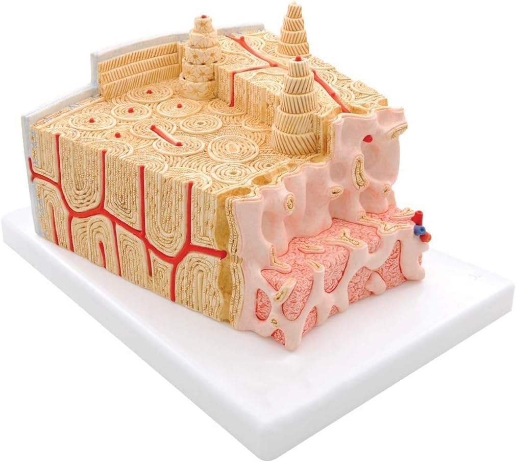 Human Bone Structure Anatomy Model, Bone Marrow Tissue Structure Model, Vertebrae Osteoporosis Microanatomy Structure, for Medical Student Teaching Demonstration.