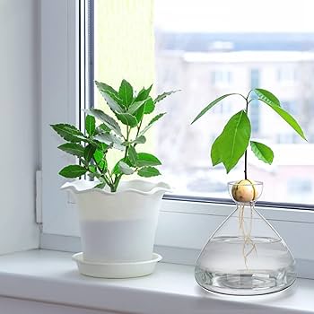 Amazon.co.jp: アボカドシードスターター花瓶 発芽種子スターター