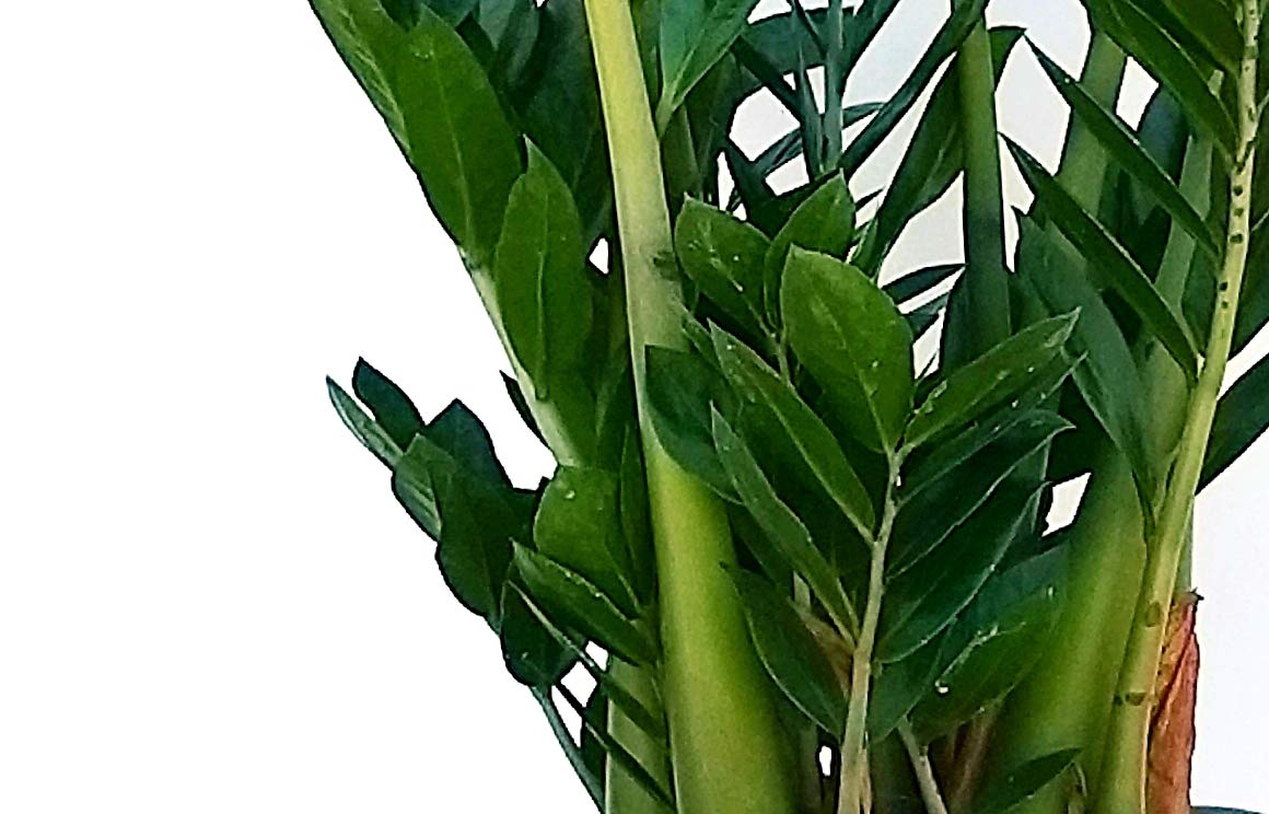 POWERS TO FLOWERS - Zamioculcas (Gemma Di Zanzibar) XXL In Vaso Ceramica Bianco - Altezza 110cm - Pianta Vera