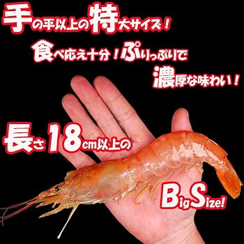 Amazon | 特大18cm以上 刺身用 天然 アルゼンチンエビ 海老 えび