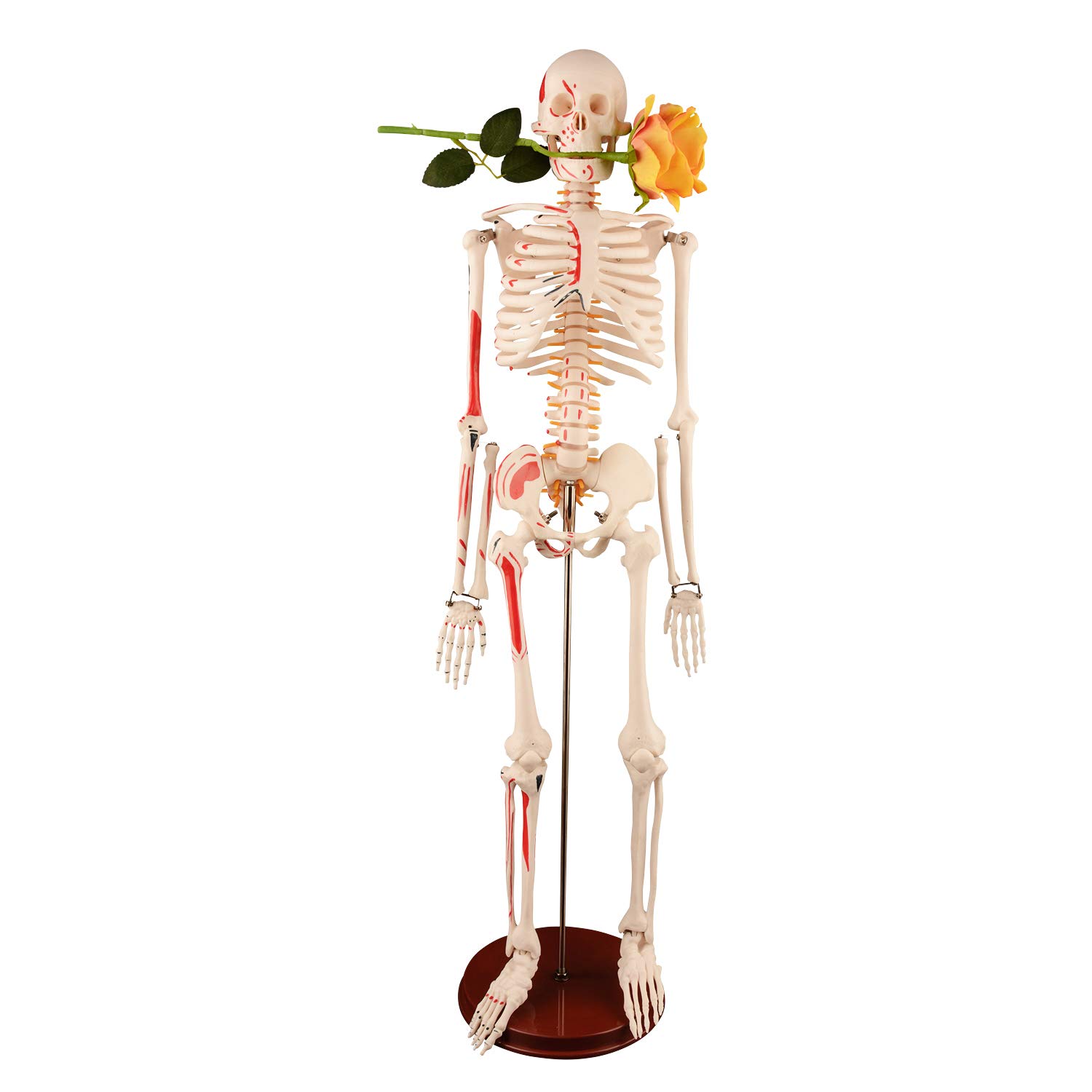 Buy Ultrassist Human Skeleton Model, 34" Half Life Size Skeleton