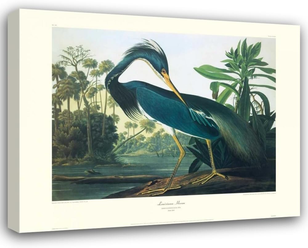 Audubon, John James 34x28 Gold Ornate Framed Canvas Art Print Titled: Louisiana Heron (Decorative Border)