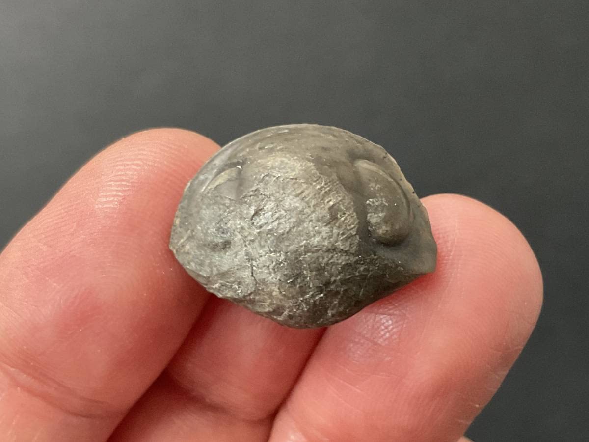 三葉虫 化石 フレキシカリメネ 防御姿勢 エンロール USA 18mm ペディ