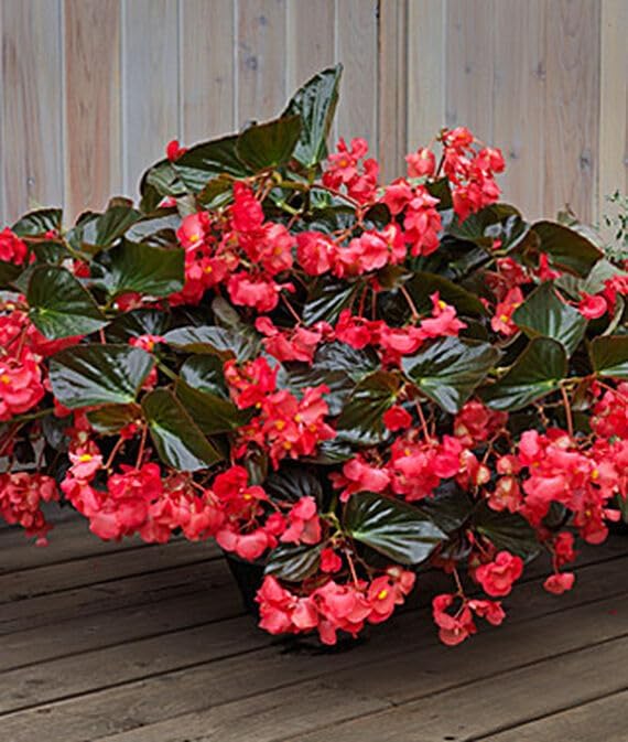 Willvine Begonia, Whopper Red Bronze Leaf