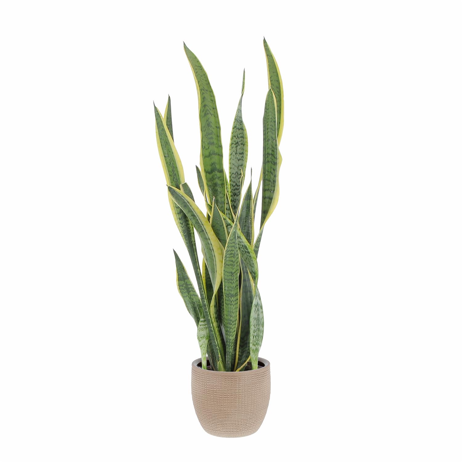 KENTIS - Sansevieria Trifasciata Laurentii - Piante da Interni Vera Purifica Aria - Pianta Grassa da Appartamento - H 45-55 cm Vaso 17 cm