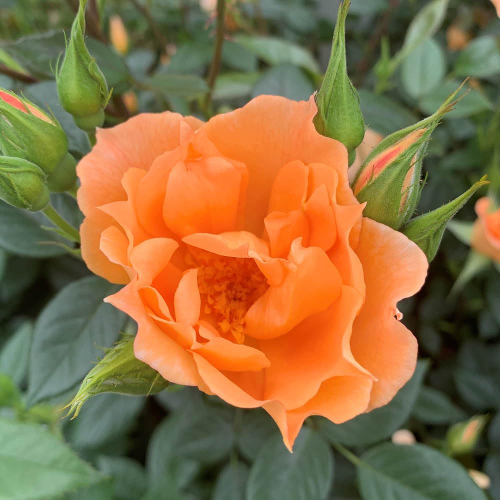 Yougarden Orange Harkness Roses Climbing Rose 'Bridge Of Sighs' 4 Litre Pot