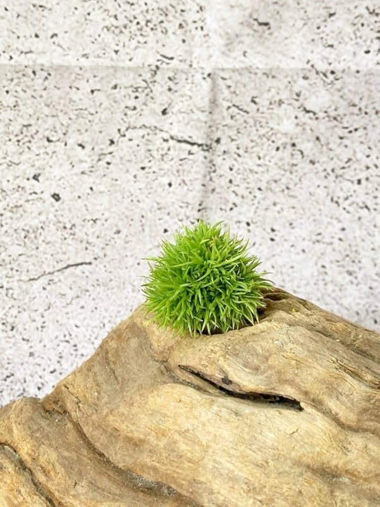 Amazon.co.jp: Frontier Plants現品チランジアアエラントス