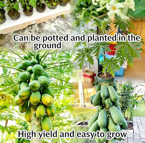 Mixrug Dwarf Papaya Seeds for Planting Outdoor, 5pcs Perennial Organic Papaya Tree Seed Non-GMO Heirloom Sweet Edible Tropical Fruit, Sweet Juicy Fruits Plants in Your Home Garden - Thumbnail 4