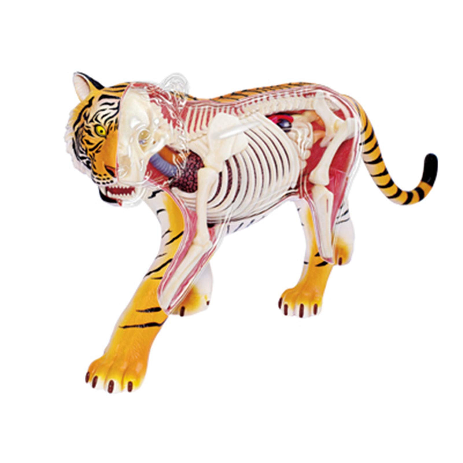 Amazon.co.jp: 4D Tiger Animal Anatomy Model、Detachable Skeleton