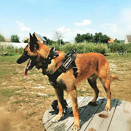 DINGO GEAR Imbracatura multifunzione per cane in
