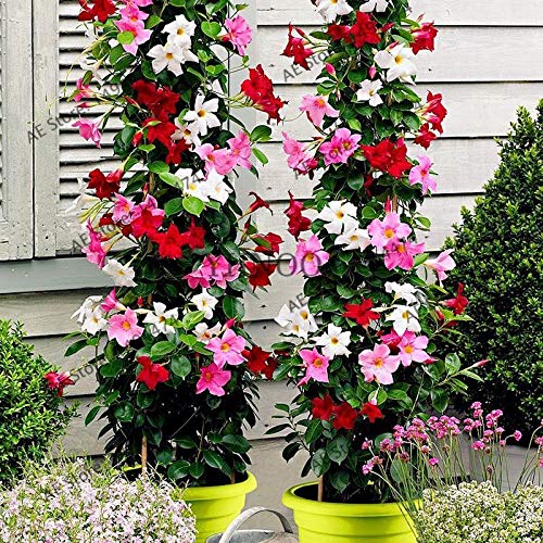 Portal Cool 4: Piante Semi 100Pcs Mandevilla sanderi Dipladenia di Fiori in Vaso