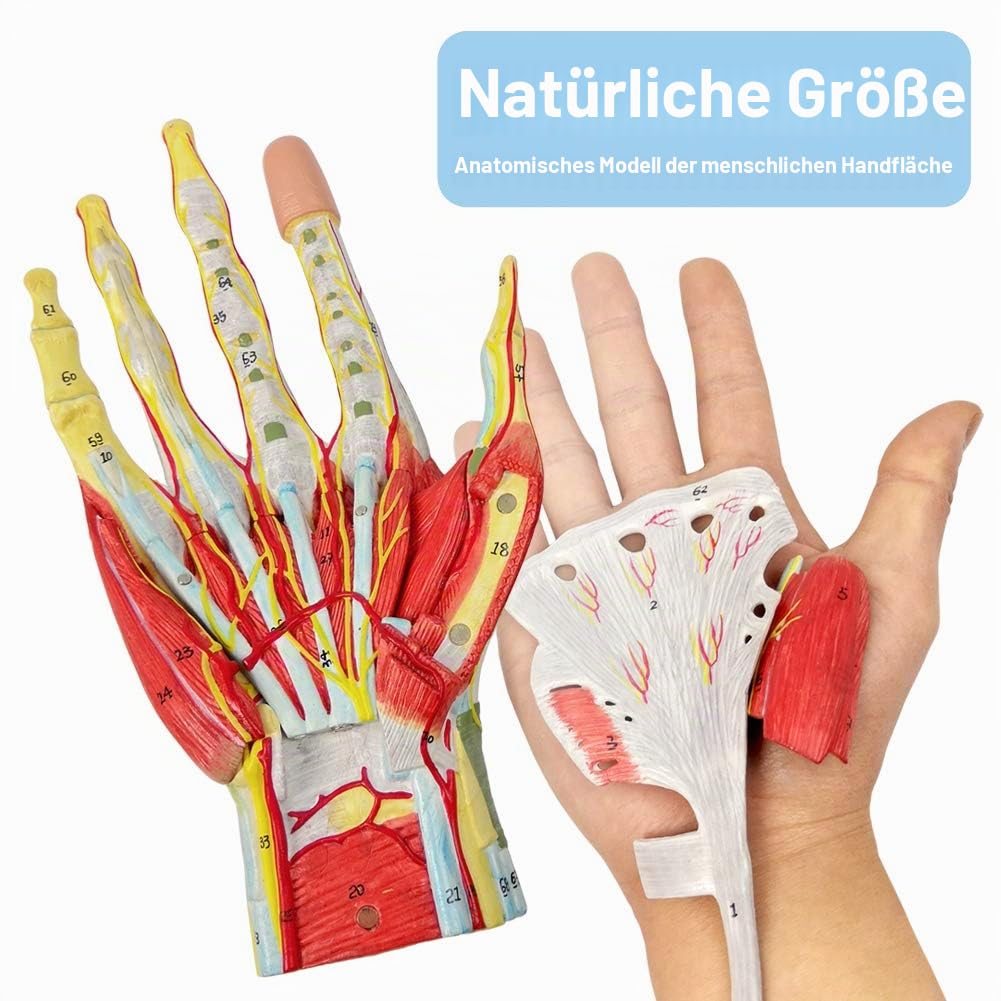 NEW HORIZON Medizinisches Anatomisches Handskelettmodell mit Muskeln, Bändern, Nerven und Blutgefäßen, 7 Teile, Lebensgröße, magnetisch, einfache Montage (Handmodell)