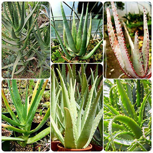 400 semillas de aloe vera plantas perennes arbustos perennes resistentes plantas resistentes para balcones cobertura del suelo perenne resistente