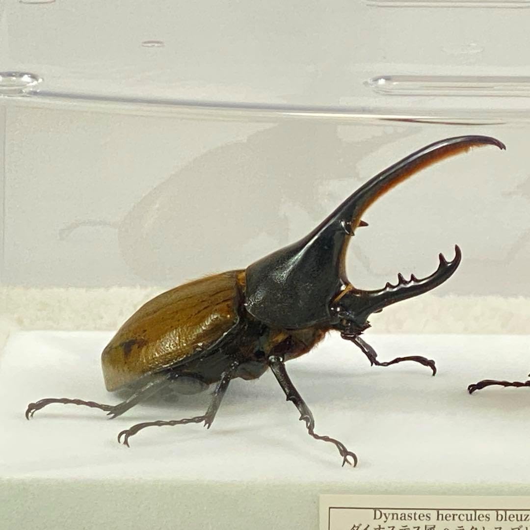 ペアヘラクレスオオカブト（ブリュゼニ）のオブジェ（標本） <0429z