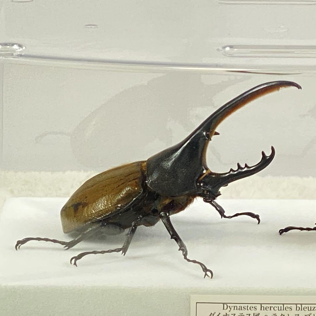 ペア】ヘラクレスオオカブト（ブリュゼニ）のオブジェ（標本） Amazon