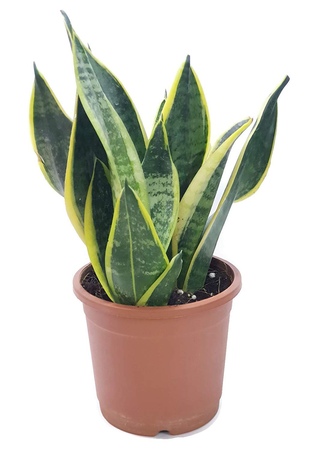 fly trap plant seeds Venus Flytrap Seeds (15x) Germinaton guide included – The Shaman Valley