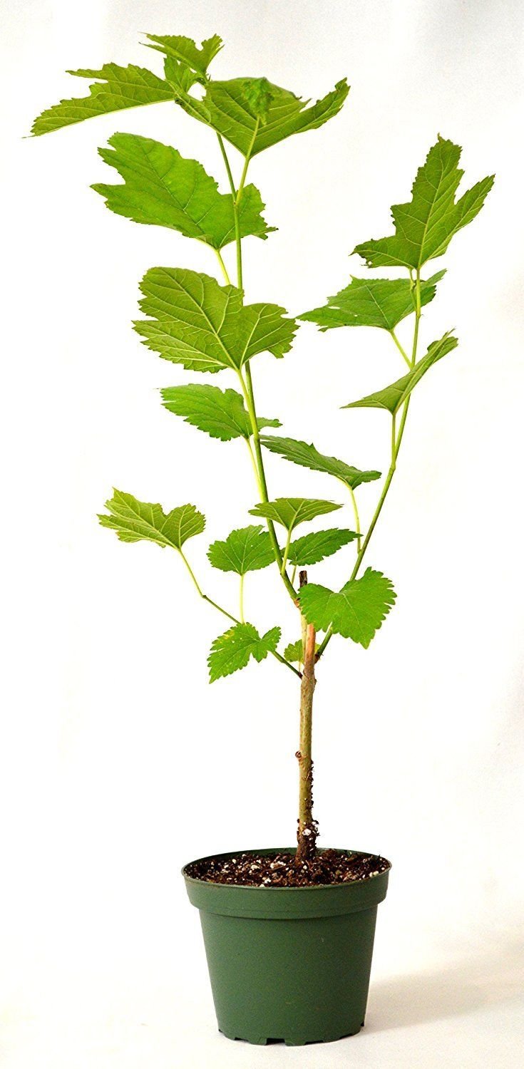 KVITER Mulberry