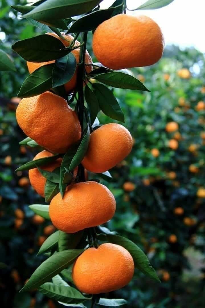 GreenWorld Special Seedless Orange Plant/Komla Lebu Plant,(GRAFTED/GUTI KOLOM) Healthy Live Plant,Fruit After 1 Year (B0CCBP43QV) Amazon Price History, Amazon Price Tracker