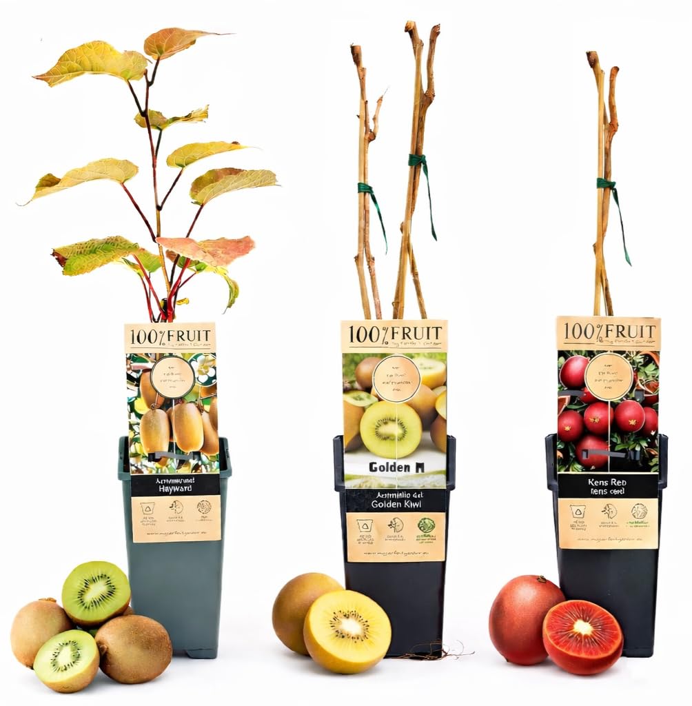 POWERS TO FLOWERS - TRIS DI KIWI –KIWI VERDE (HAYWARD), KIWI GIALLO E KIWI ROSSO (KENS RED) piante vere