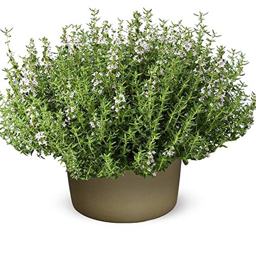 Organic English Winter Thyme Herb Vegetable Seeds, Thymus Vulgaris Approx. 1750 Seeds, Easy to Grow