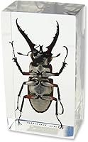 Vista 3 de Stag Beetle Pisapapeles (2.9 x 1.6 x 1")