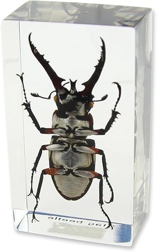 Miniatura 3 de Stag Beetle Pisapapeles (2.9x 1.6x 1")