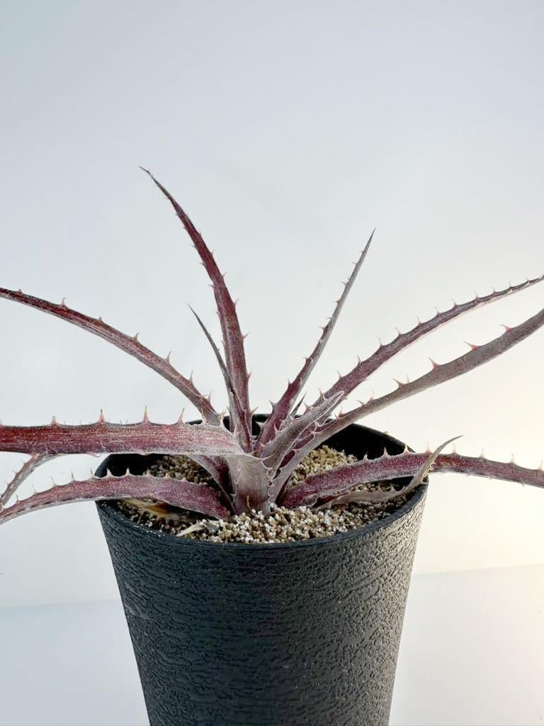 Amazon.co.jp: Dyckia 'Larry The Chopper' ディッキア ラリーザ