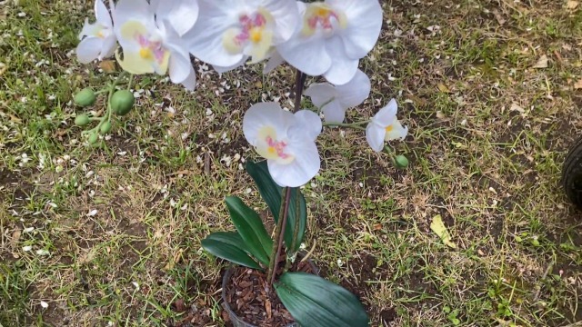 Virsus Terriccio Orchidee 072, capacità 10LT, adatto per messe a dimora, rinvasi, 60% Torba Bionda e 40% Corteccia Fresca, per orchidee in piena terra o vasi in terracotta e plastica, per tutto