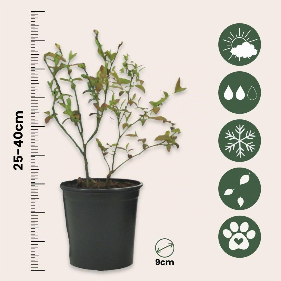 Plant in a Box - Mirtillo - Set di 3 - Resistente Vaccinium corymbosum - Vaso 9cm - Altezza 25-40cm