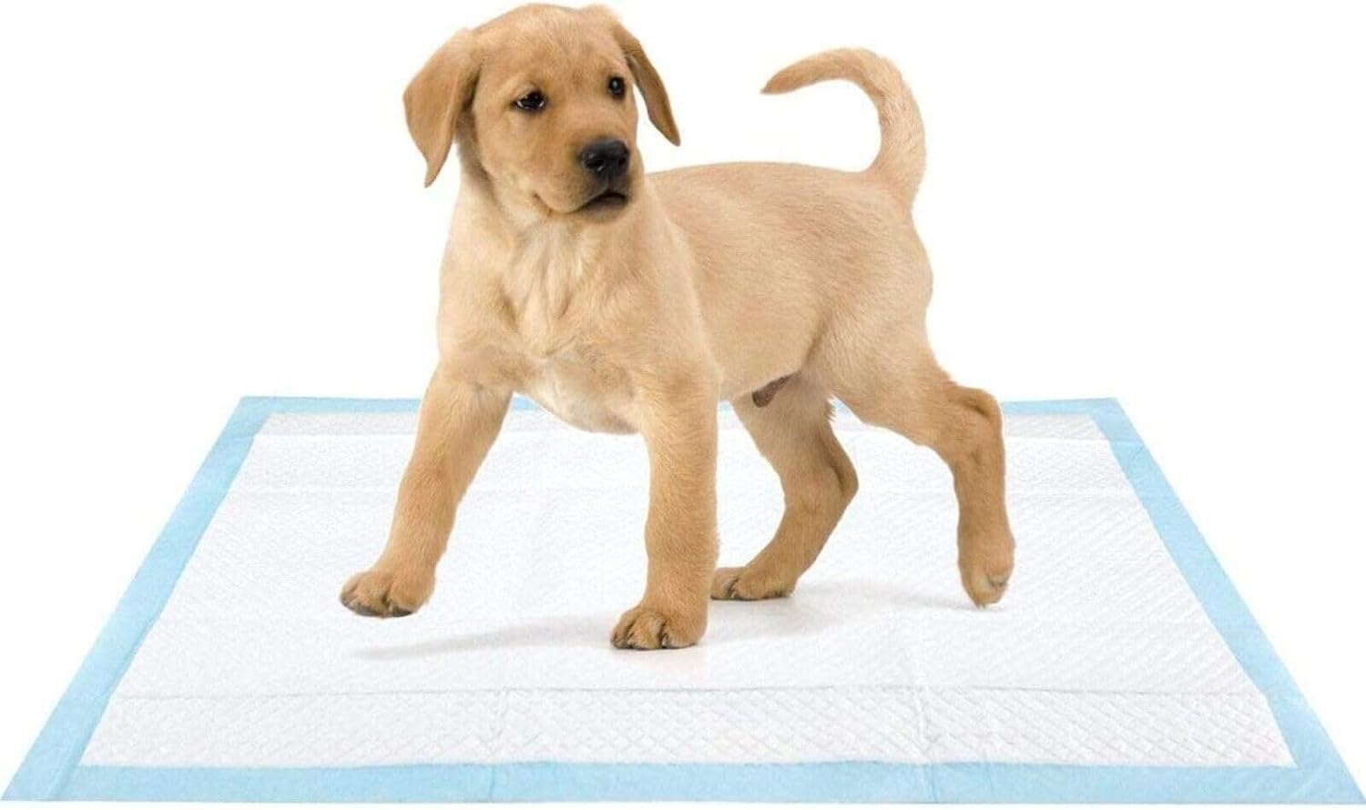 Heavy Duty Super Absorbent Fast Drying Toilet Pee Puppy Training Pads, Anti-Slip and Leak-Proof Puppy Pads for Pet (60*60 cm, 50)