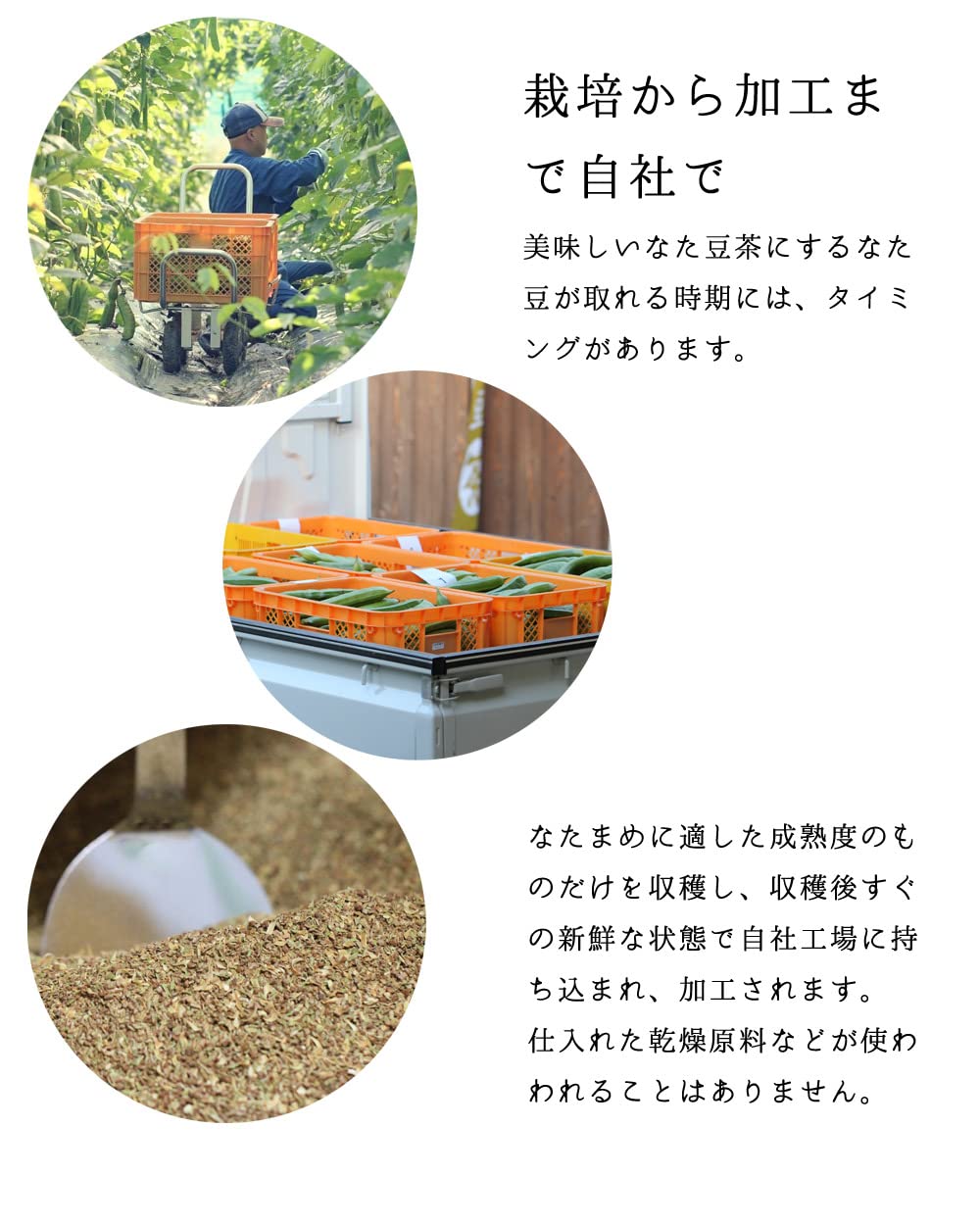 Jack Bean Tea こやま園 丹波なた豆茶 3g×30個入 国産