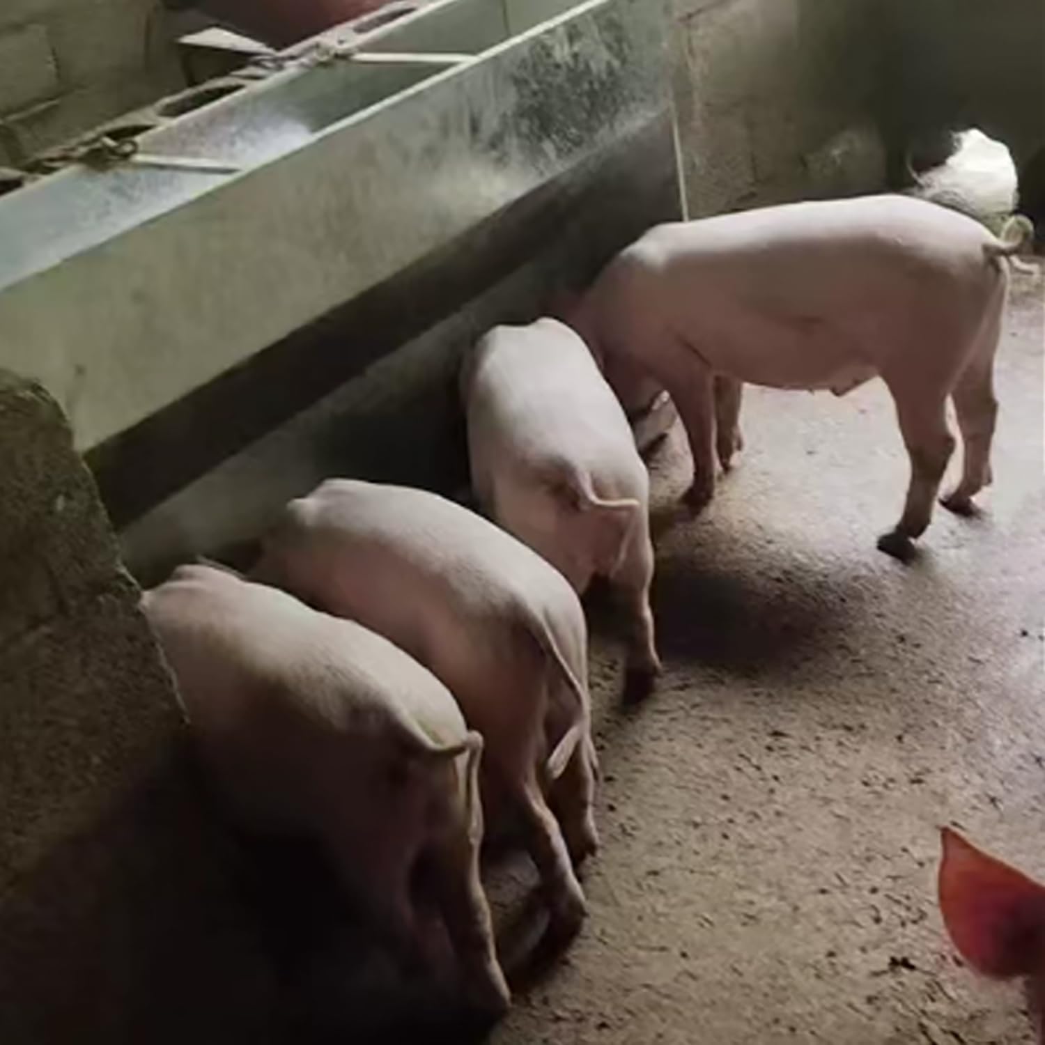Karmidło dla świń, wytrzymałe karmidła dla świń, duże karmidło dla kurczaków, odporne na ptactwo karmidło zewnętrzne ze stali nierdzewnej,Silver,L60*H80*W33