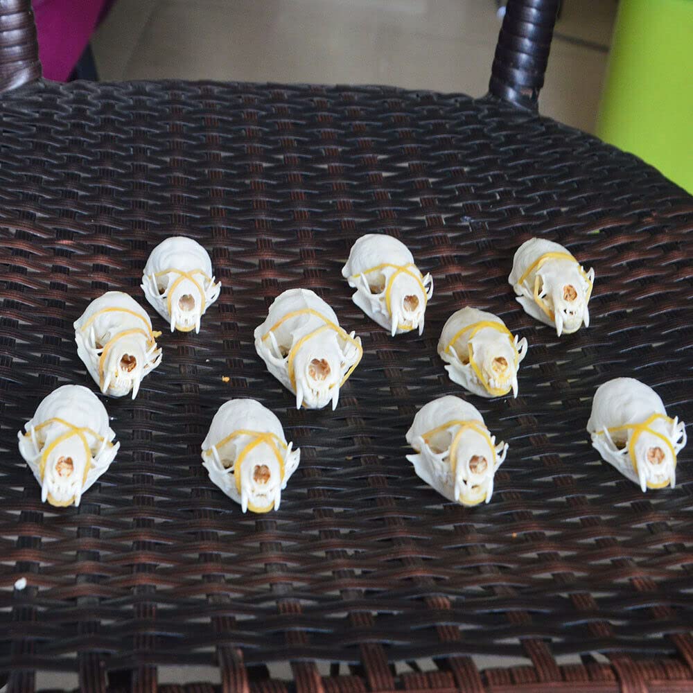 Amazon.co.jp: 10件の真ミンク頭骨、動物標本、頭骨贈り物頭骨（図参照